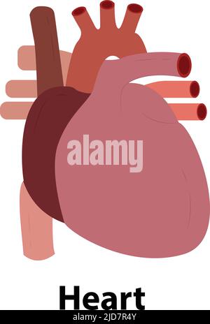 Menschlicher Körper inneres Organ Anatomisches Herz - flache Grafik. Illustration aus Vektor über Wissenschaft und Medizin. Stock Vektor