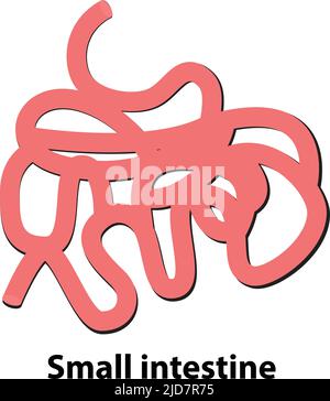 Der Dünndarm des inneren Organs des menschlichen Körpers. Illustration. Auf weißem Hintergrund Stock Vektor