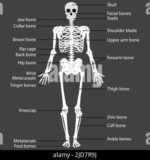 Menschlicher Körper und Skelettsystem. Medizinisch genaue Darstellung des menschlichen Skeletts. Anatomische Materialien für den Bildungsbereich. Vektorgrafik Stock Vektor