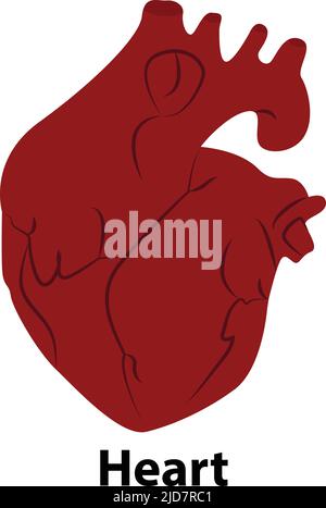 Menschliches interorganliches Herz. vektor-Illustration. Auf weißem Hintergrund Stock Vektor