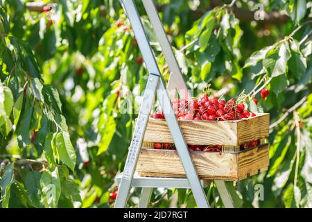 Reife Kirschen in Holzkiste auf Leiter im Freien Stockfoto