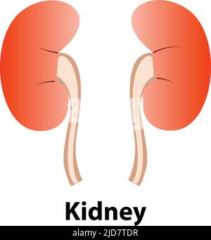 Niere menschliche Niere realistisch. vektor-Frontansicht Illustration isoliert auf weißem Hintergrund Stock Vektor