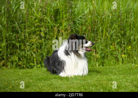 Australischer Schäferhund auf einem Feld Stockfoto