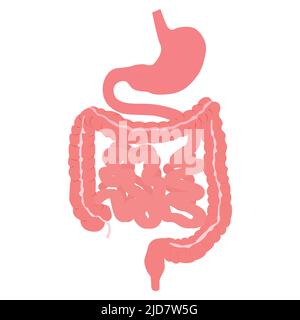 Anatomie des menschlichen Verdauungssystems mit Beschreibung der entsprechenden inneren Teile. Anatomische Vektordarstellung in flacher Form, isoliert über Stock Vektor