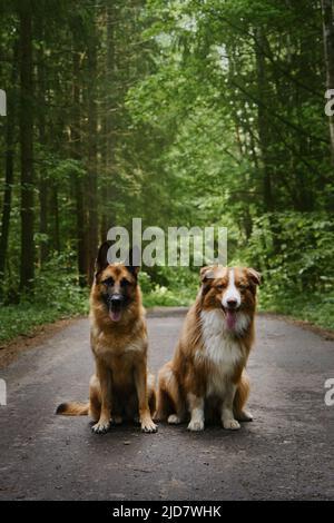 Australischer Welpe und erwachsener Deutscher Schäferhund sitzen im Sommer Seite an Seite auf der Waldstraße und posieren mit Zungen, die aushängen. Zwei Hunde im gemischten grünen Wald Stockfoto