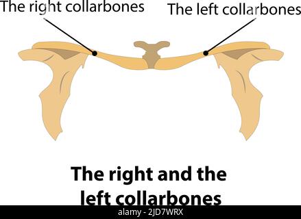 Der rechte und der linke Kragenknochen Stock Vektor