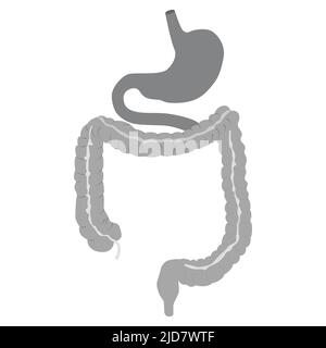 Symbol für menschlichen Magen. Internes Organ, Anatomie. Vektorgrafik flache Symboldarstellung isoliert auf weißem Hintergrund. Illustration von Vektor über Wissenschaft und mich Stock Vektor