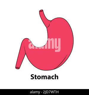 Menschlicher Magen. Internes Organ, Anatomie. Vektor-Cartoon flache Symbol Illustration isoliert auf weißem Hintergrund. Illustration von Vektor über Wissenschaft und Stock Vektor