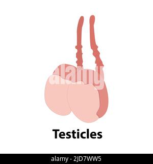 Nebenhodenentzündung ist eine Entzündung der Nebenhoden des Hodens. Illustration eines erwachsenen menschlichen Hoden. Vektordiagramm für Wissenschaft und Medizin. Stock Vektor