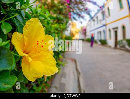 Februar 3 2022 Puerto de Mogan Kanarische Inseln Spanien eine Stadt voller enger Straßen mit rosa roten und orangen Blumen Gewölbe mit bunten Gebäuden mit Stockfoto