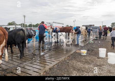 Cork, Irland. 18.. Juni 2022.Ricky Barrett von Ballinhassig wascht ein friesisches Kalb, bevor er bei der Cork Summer Show, die auf dem messegelände in Curraheen, Cork, Irland, stattfand, urteilte.- Credit; David Creedon / Alamy Live News Stockfoto