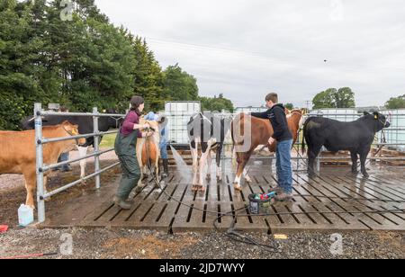 Cork, Irland. 18.. Juni 2022.Ricky Barrett von Ballinhassig wascht ein friesisches Kalb, bevor er bei der Cork Summer Show, die auf dem messegelände in Curraheen, Cork, Irland, stattfand, urteilte.- Credit; David Creedon / Alamy Live News Stockfoto