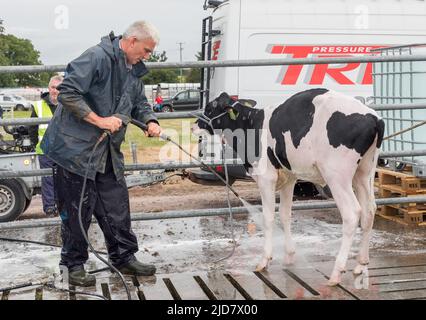 Cork, Irland. 18.. Juni 2022.Ricky Barrett von Ballinhassig wascht ein friesisches Kalb, bevor er bei der Cork Summer Show, die auf dem messegelände in Curraheen, Cork, Irland, stattfand, urteilte.- Credit; David Creedon / Alamy Live News Stockfoto