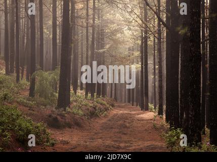 La Palma, Landschaften entlang der langen beliebten Wanderroute Ruta de
