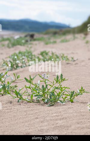 Cakile maritima. Meeresrakete auf einem schottischen Strand. Schottland Stockfoto