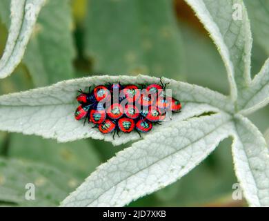 Hibiscus Harlequin-Käfer-Nymphen (Tectocoris diophthalmus) auf Blatt des Cottonwood-Baumes, Hibiscus tiliaceus, QLD, Australien Stockfoto