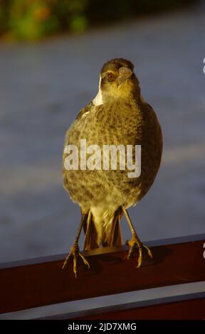 Sehr junge australische Elster (Cracticus tibicen), die im Winter auf einem Gartenstuhl sitzt, Queensland, Australien. Juvenile graue Federn, Blick in die Kamera Stockfoto