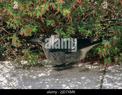 Sehr junge australische Elster (Cracticus tibicen), die auf einem Gartenpfad unter dem Dach einer blühenden Pflanze hockt und auf die Rückkehr der Eltern mit Nahrung wartet. Stockfoto