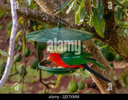 Männliche (rote) und weibliche australische Königspapageien (alisterus scapularis) füttern im Frühjahr aus der Samenschale im Garten in Queensland, Australien. Stockfoto