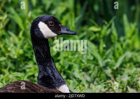 Gänse beobachten ihre Jungen Stockfoto