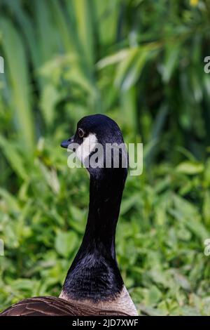Gänse beobachten ihre Jungen Stockfoto