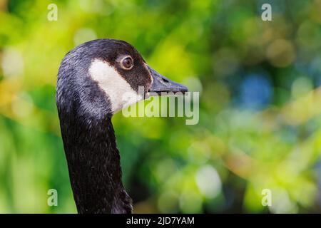 Gänse beobachten ihre Jungen Stockfoto