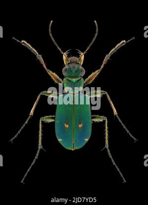 Grüner Tigerkäfer (Cicindela campestris) Entomologie-Exemplar mit gespreizten Beinen und Antennen isoliert auf reinem schwarzen Hintergrund. Studiobeleuchtung. Macr Stockfoto