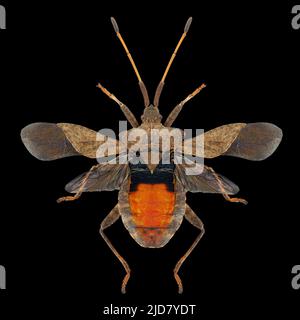 Dockwanzen (Coreus marginatus) Entomologie-Exemplar mit ausgebreiteten Flügeln, Beinen und Antennen isoliert auf reinem schwarzen Hintergrund. Studiobeleuchtung. Makro-Phot Stockfoto