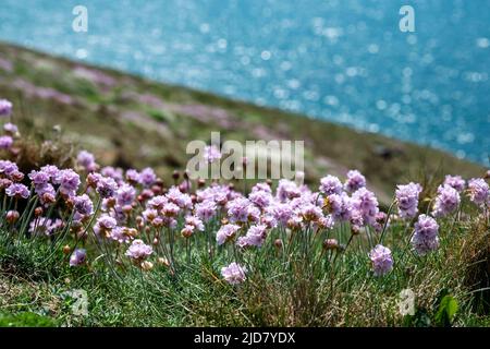 Im Vordergrund liegen die rosa Meeresfarben (Armeria Maritima) und das türkisfarbene Meer in der Ferne. South West Coast Path, North Cornwall. Stockfoto