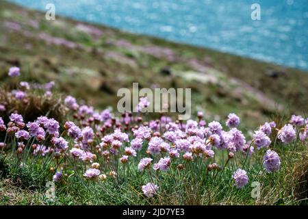 Im Vordergrund liegen die rosa Meeresfarben (Armeria Maritima) und das türkisfarbene Meer in der Ferne. South West Coast Path, North Cornwall. Stockfoto