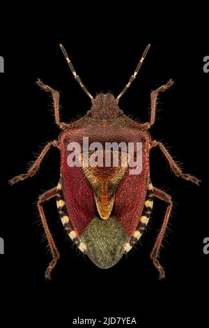 Schlehenkäfer oder behaarte Schildbug (Dolycoris baccarum) Entomologieexemplar mit gespreizten Beinen und Antennen isoliert auf reinem schwarzen Hintergrund. Studioleuchtungin Stockfoto