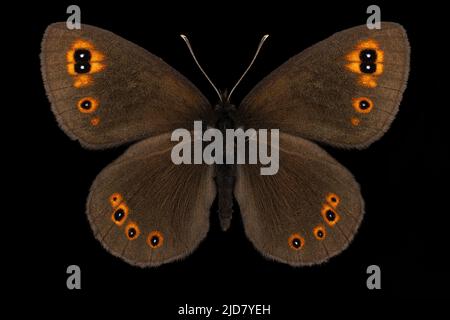 Wasserwinglet-Buuterfly (Erebia pronoe) Entomologie-Exemplar mit ausgebreiteten Flügeln, Beinen und Antennen isoliert auf reinem schwarzen Hintergrund. Studiobeleuchtung. Stockfoto