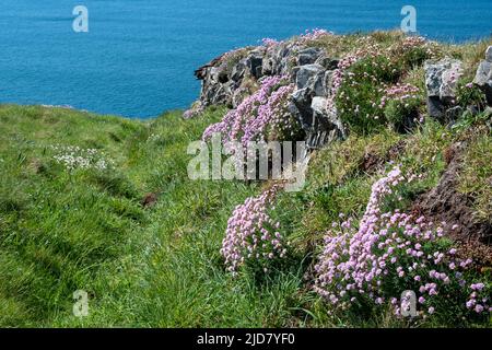 Im Vordergrund liegen die rosa Meeresfarben (Armeria Maritima) und das türkisfarbene Meer in der Ferne. South West Coast Path, North Cornwall. Stockfoto