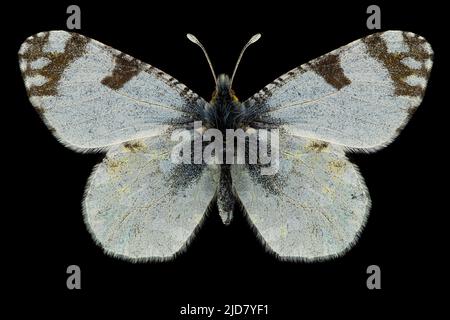 Östlicher getupfter weißer Schmetterling (Euchloe ausonia) Entomologie-Exemplar mit ausgebreiteten Flügeln, Beinen und Antennen isoliert auf reinem schwarzen Hintergrund. Studio Stockfoto