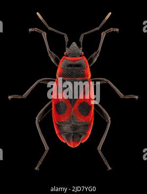 Kamenkäfer (Pyrrhocoris apterus) Entomologie-Exemplar mit gespreizten Beinen und Antennen isoliert auf reinem schwarzen Hintergrund. Studiobeleuchtung. Makrofotografie Stockfoto