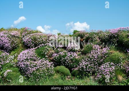 An einer Wand gegen einen blauen Himmel hängen Seepinken (Armeria Maritima). South West Coast Path, North Cornwall. Stockfoto