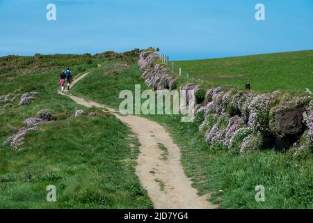 South West Coast Path oberhalb von Trebarwith, North Cornwall, mit einigen Seepinken (Armeria Maritima) und einem Paar, das in der Nähe zu Fuß ist. Stockfoto