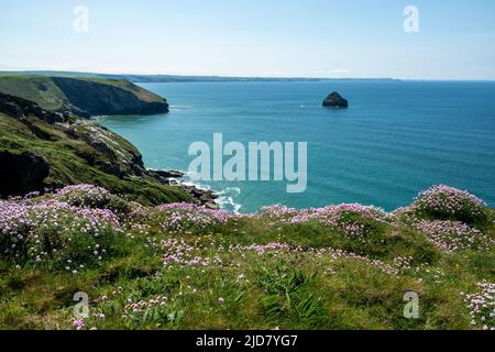 South West Coast Path, Trebarwith, North Cornwall. Blick auf die Küste mit dem Möwenfelsen und Seepinken (Armeria Maritima) im Vordergrund. Stockfoto