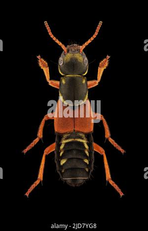 Rove Beetle (Staphylinus caesareus) Entomologieexemplar mit gespreizten Beinen und Antennen isoliert auf reinem schwarzen Hintergrund. Studiobeleuchtung. Makro-Phot Stockfoto
