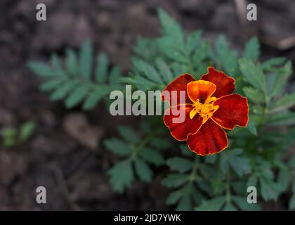 Ringelblumen in einem Garten auf grünem Hintergrund Stockfoto
