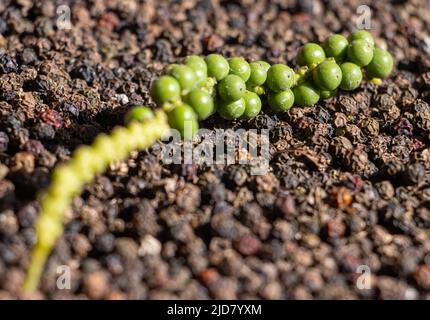 Schwarzer Pfeffer (Piper nigrum) im Sonnenlicht, Nahaufnahme Stockfoto