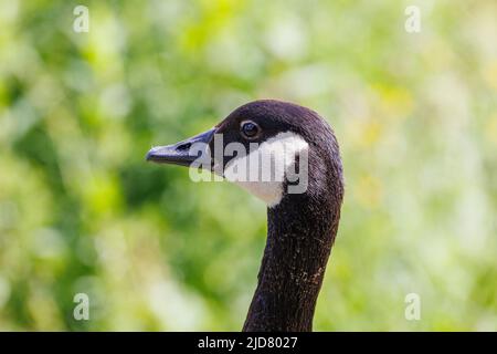 Gänse beobachten ihre Jungen Stockfoto