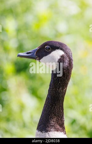 Greese wacht über seine Jungen Stockfoto