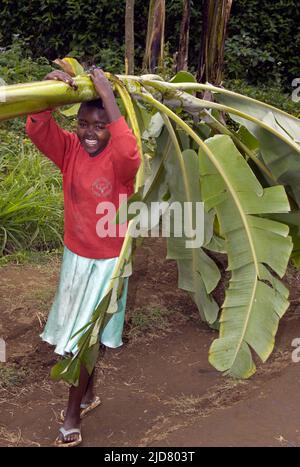 Junge Mädchen trägt Bananenblätter in Ngiresi Dorf in der Nähe von Arusha in Tansania. Stockfoto