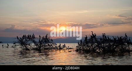 Sonnenuntergang und ruhende Kormorane am Lake Naivasha, Kenia. Stockfoto