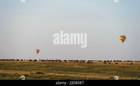 Gnus erleben ihre jährliche große Wanderung in Maasai Mara (Kenia), während Touristen ihre Heißluftballonsafari genießen. Stockfoto