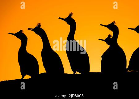 Gewöhnlicher Shag (Phalacrocorax aristotelis) in Abendsilhuette bei Hornøya, Finnmark, Norwegen. Stockfoto