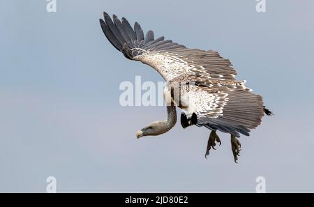 Ruppells Gänsegeier (Gyps ruppellii) auf der Flucht in Maasai Mara, Kenia. Stockfoto