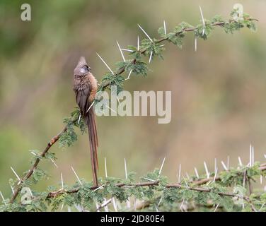 Gesprenkelter Mauseugling (Colius striatus) aus Maasai Mara, Kenia. Stockfoto