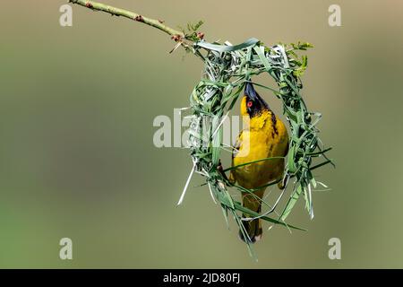 Dorfweber (Ploceus cuccullatus). Zimanga, Südafrika. Stockfoto